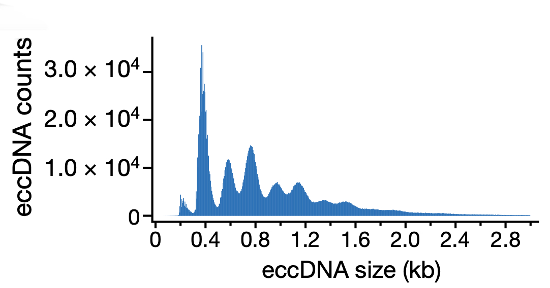 eccDNA 长度呈 188 bp 梯度峰分布