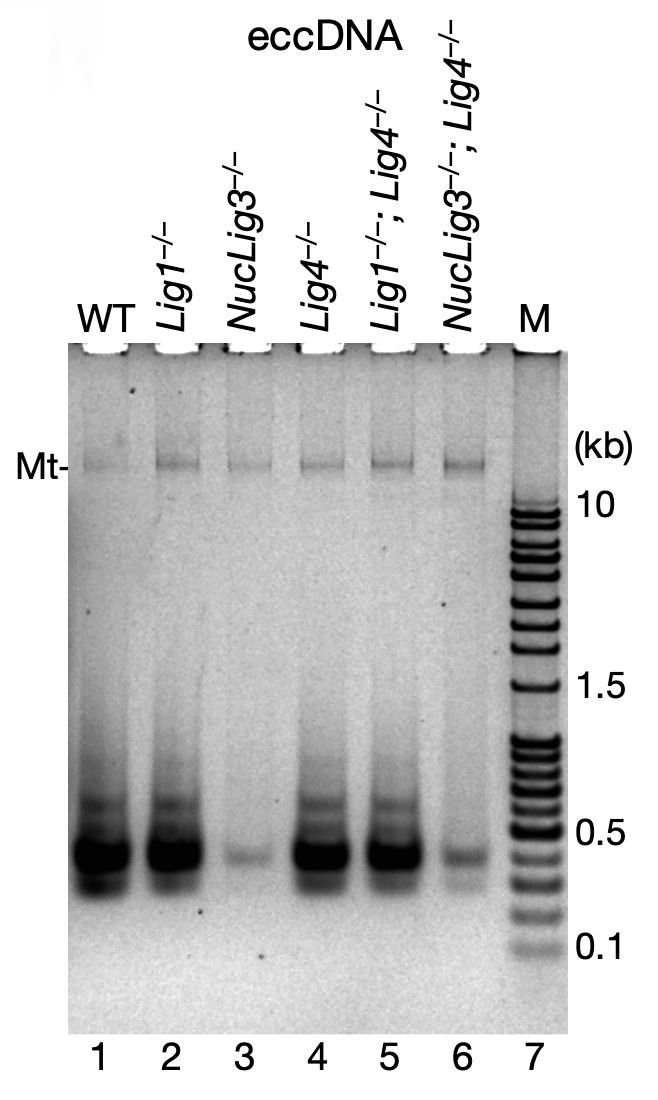 Lig3 是催化 eccDNA 环化的主要酶