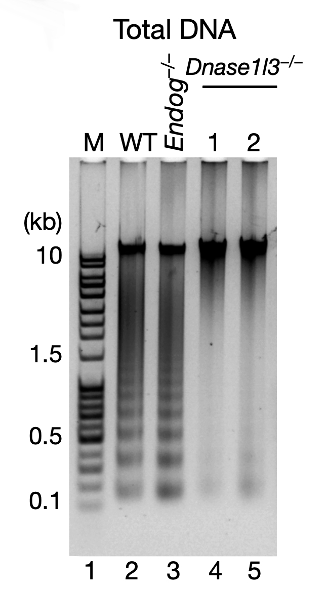 DNase γ （由 Dnase1l3 基因编码）催化产生的凋亡 DNA 片段，是 eccDNA 形成的前提条件