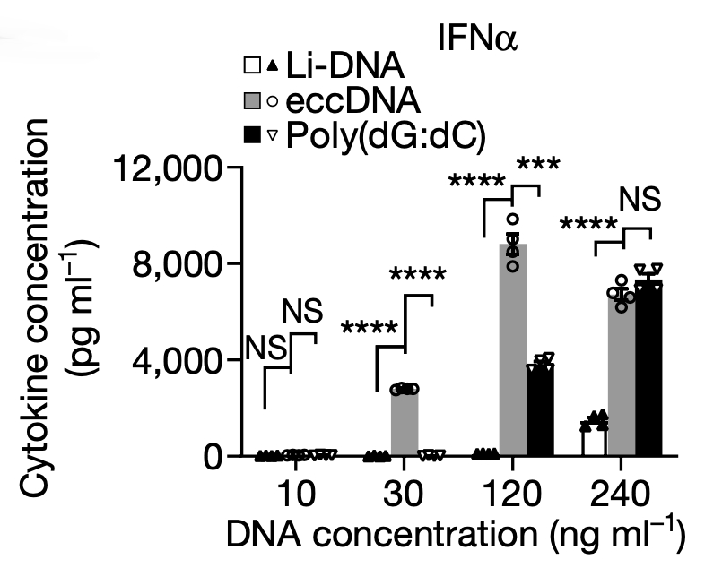 eccDNA 可诱导先天免疫相关细胞因子 IFN α 蛋白水平上升