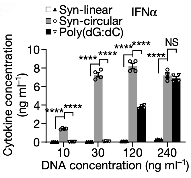 人工合成的环状 DNA 可诱导先天免疫相关细胞因子 IFN α 蛋白水平上升