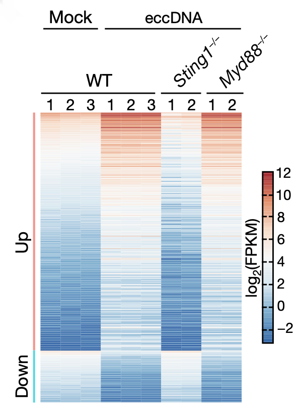 图13 敲除 Sting 可逆转 eccDNA 对免疫相关 mRNA 的表达诱导作用