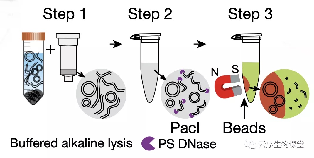 优化的 eccDNA 纯化技术.jpg