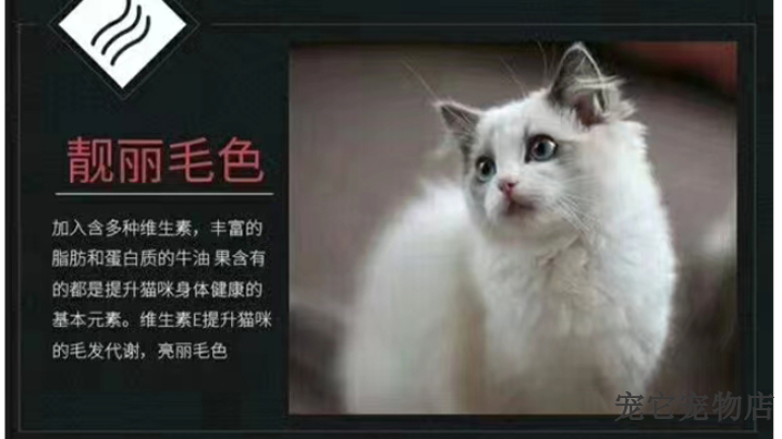 怀化幼猫粮猫粮零食营养品展示