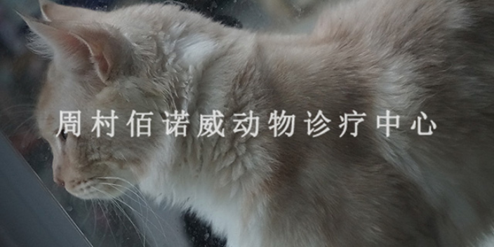 周村东门路附近的24小时宠物猫治细小 淄博佰诺威宠物医院供应;