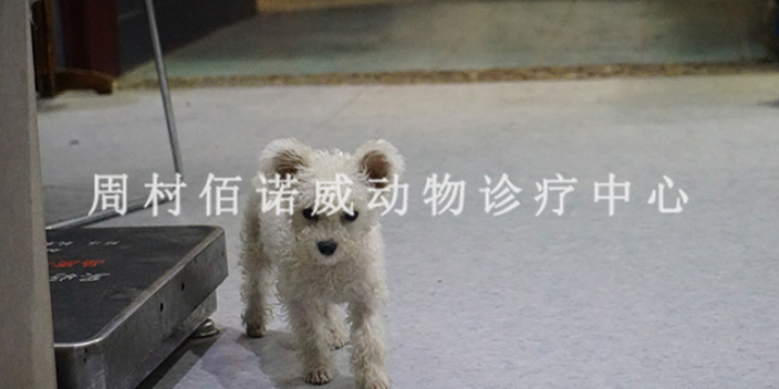周村青年路附近的连锁宠物医院电话 淄博佰诺威宠物医院供应;