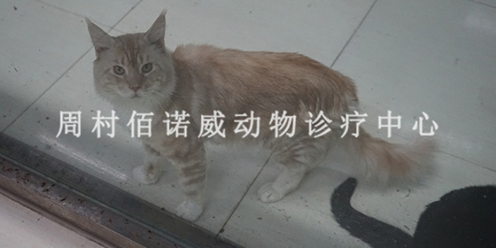 邹平博物馆附近的宠物猫美容 淄博佰诺威宠物医院供应;