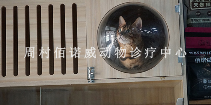 鄒平鶴伴豪庭附近寄養貓貓的地方 淄博佰諾威寵物醫院供應
