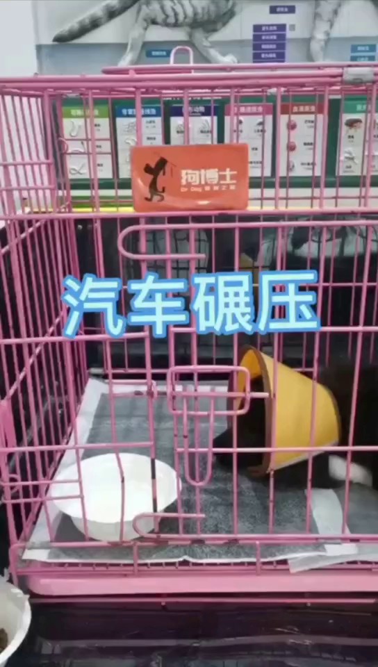 邹平黄西锦绣华城附近的异宠宠物医院打疫苗,宠物医院