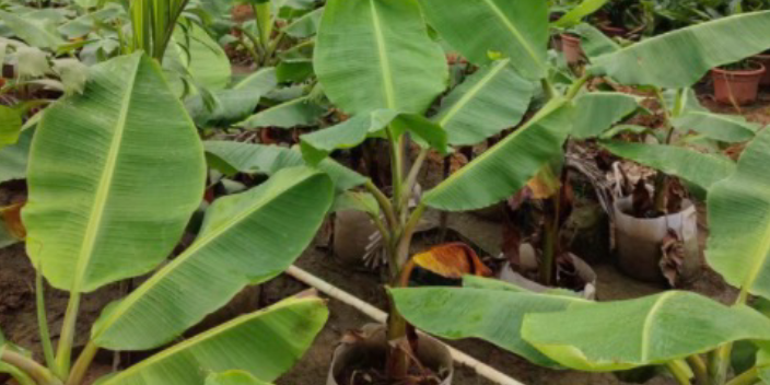 廣州種植樹苗廠家直銷 大崗美琳花木場供應(yīng)
