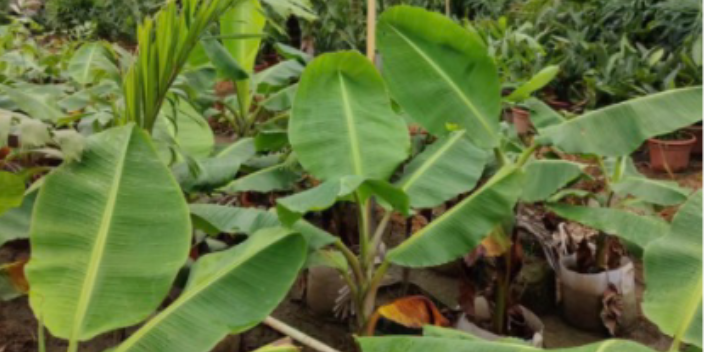 黄埔区树苗种植基地 大岗美琳花木场供应