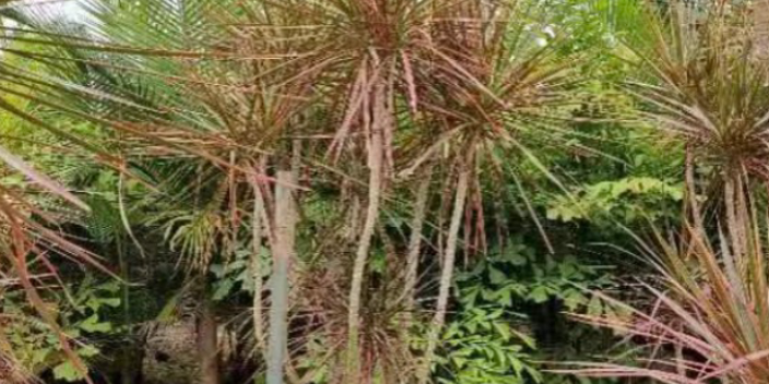 海珠區(qū)花卉樹苗 大崗美琳花木場供應(yīng)
