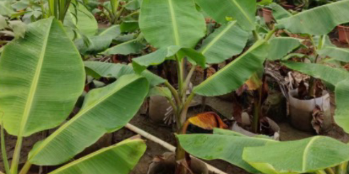 海珠区森林绿化树种植基地 大岗美琳花木场供应