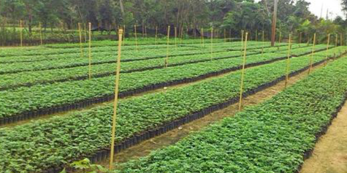 广州蒲葵苗圃基地 大岗美琳花木场供应