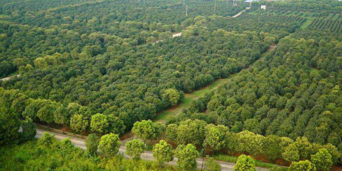 广州棕榈树苗圃基地图片 大岗美琳花木场供应