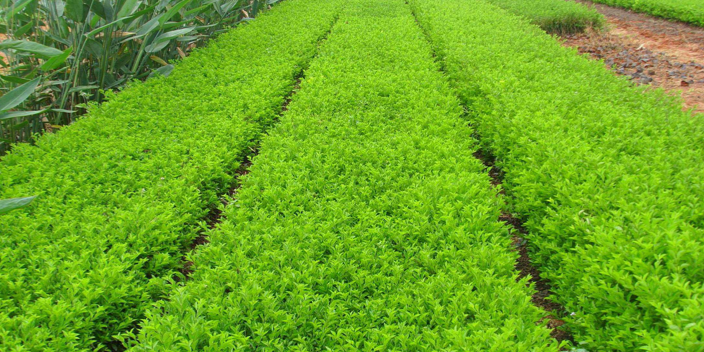 广州棕榈树苗圃基地有哪些 大岗美琳花木场供应