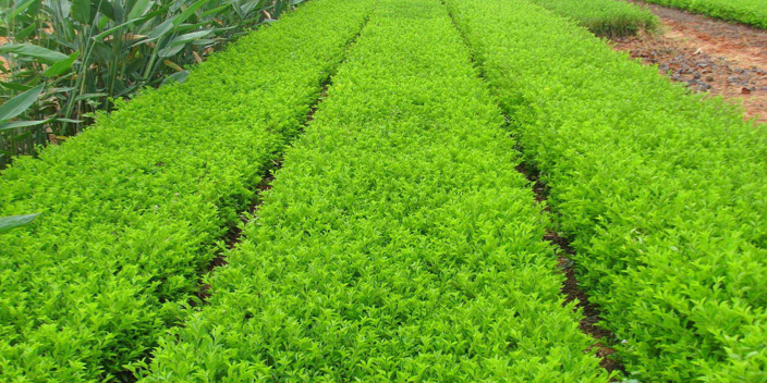 廣州愛心榕苗圃基地哪家好 大崗美琳花木場供應