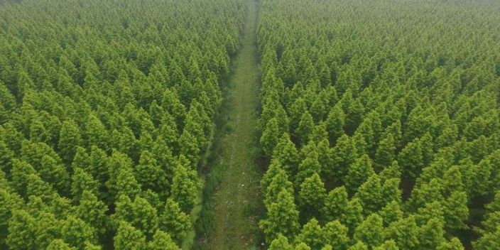 深圳蒲葵苗圃基地位置