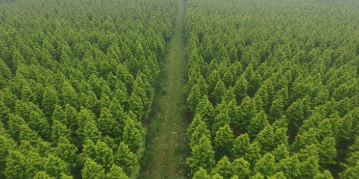 廣州花卉苗圃基地位置 大崗美琳花木場供應