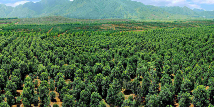 广州蒲葵苗圃基地哪家好 大岗美琳花木场供应