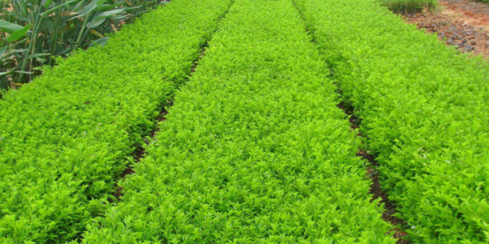 黄埔区苗木种植基地 大岗美琳花木场供应