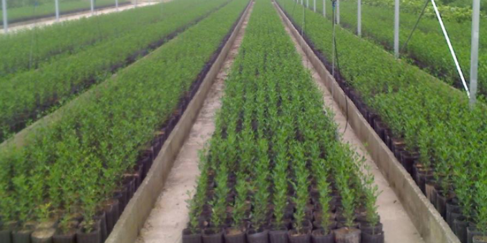 增城區(qū)花木場(chǎng) 大崗美琳花木場(chǎng)供應(yīng)