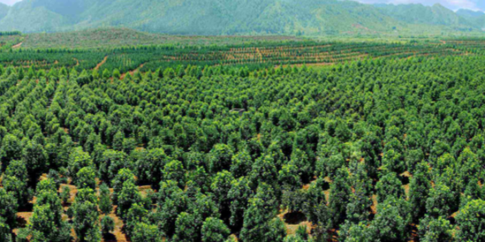 南沙区苗木种植基地 大岗美琳花木场供应