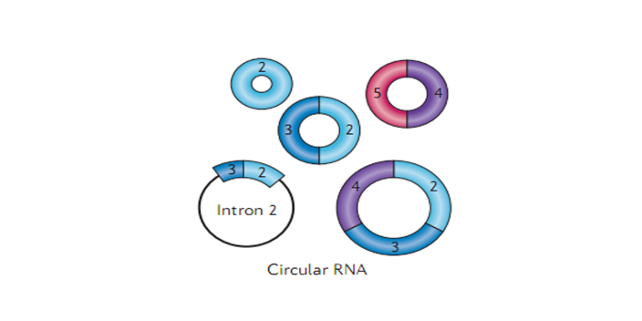 宁夏技术外泌体LncRNA测序,外泌体