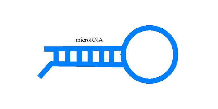 江苏平台外泌体miRNA测序,外泌体