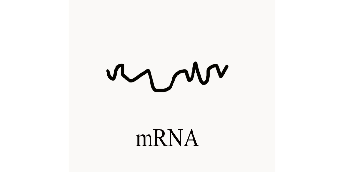 辽宁测序外泌体环状RNA测序,外泌体