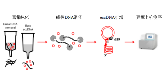 新疆环状DNA分子,环状DNA