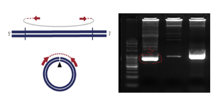 湖北技术环状DNA