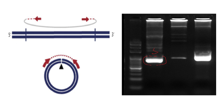 湖北环状DNA文章,环状DNA