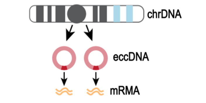 宁夏云序生物环状DNA研究,环状DNA