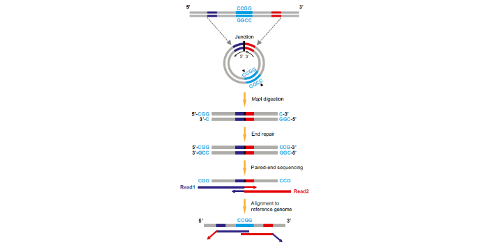 江西环状DNA平台,环状DNA