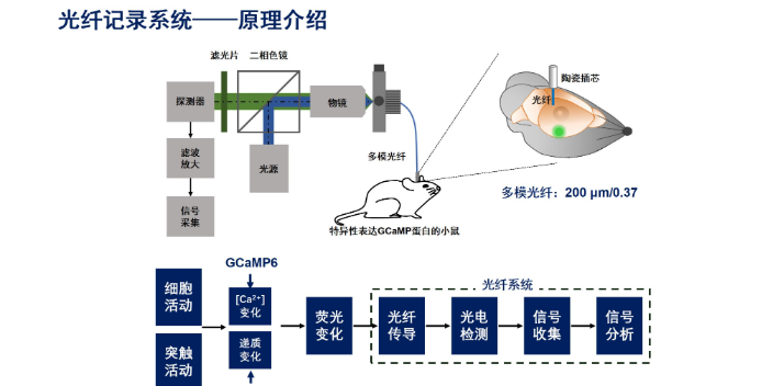 韶關(guān)鈣熒光影像光纖服務(wù),在體光纖成像記錄