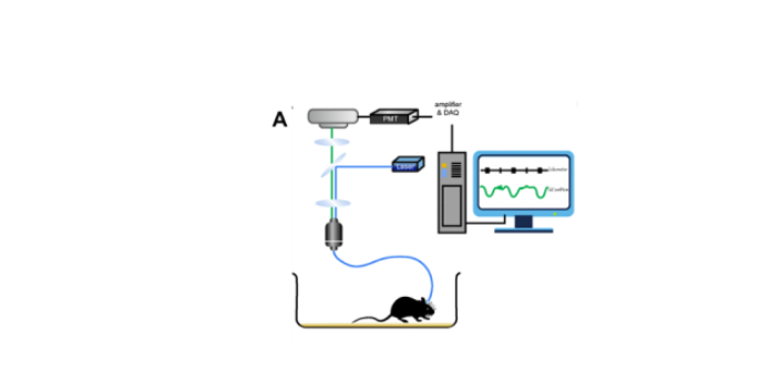 扬州钙荧光神经元活动记录技术应用,在体光纤成像记录