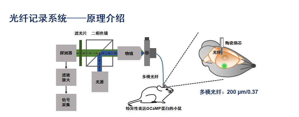 上海在体实时光纤记录原理,在体光纤成像记录