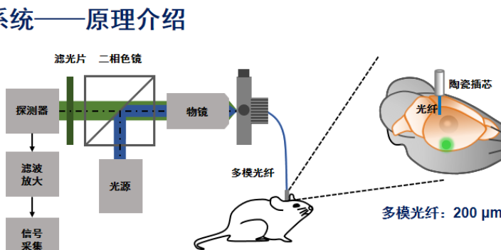 上海钙荧光指示蛋白病毒神经元活动记录技术方案
