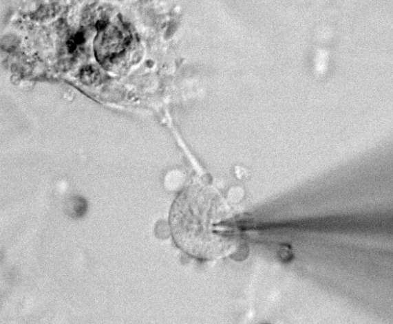 黄山药理学电生理膜片钳研究方案