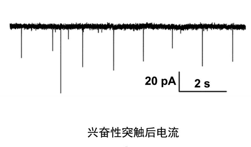 上海神經(jīng)生物學(xué)膜片鉗全細(xì)胞記錄 抱誠守真 上海司鼎生物科技供應(yīng)