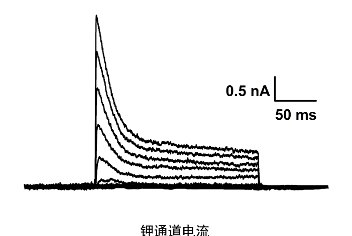 上海醫(yī)學(xué)膜片鉗技術(shù)原理及步驟 歡迎來(lái)電 上海司鼎生物科技供應(yīng)