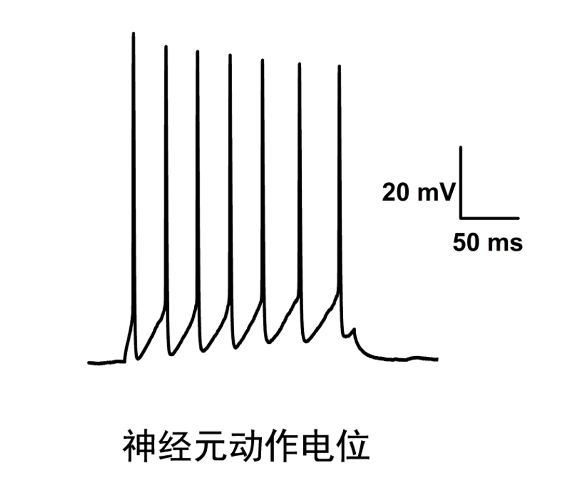 上海神經生物學膜片鉗技術 歡迎來電 上海司鼎生物科技供應