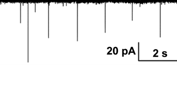 上海藥理學(xué)腦定位膜片鉗服務(wù) 抱誠守真 上海司鼎生物科技供應(yīng)