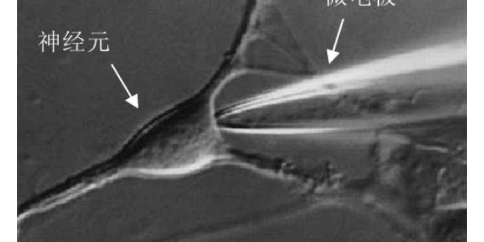 黄山细胞生物学脑定位膜片钳设计公司