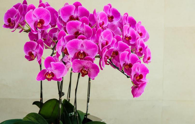 家庭养殖蝴蝶兰的繁殖方法及养护要点 佛山龙卉园艺有限公司