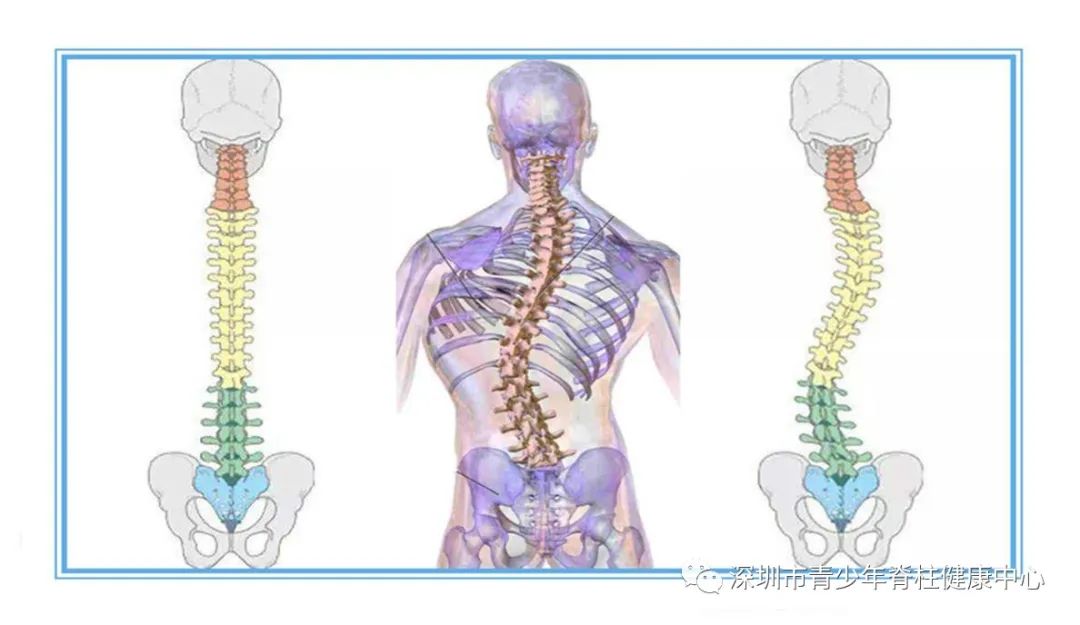 5月21日脊柱健康日|关注青少年脊柱健康，关注青少年未来-得一恒智能科技（深圳）有限公司
