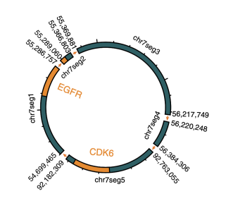 图5.致癌基因 EGFR 和 CDK6 在同一个环状 DNA 上共扩增