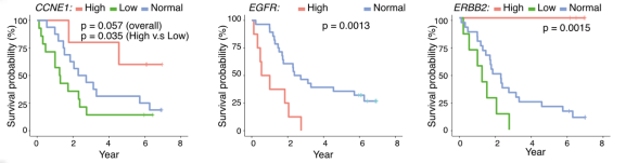 图10.基于 WGS 数据的局部扩增分析显示，EGFR 高拷贝病人存活时间短，CCNE1、ERBB2 高拷贝病人存活时间长