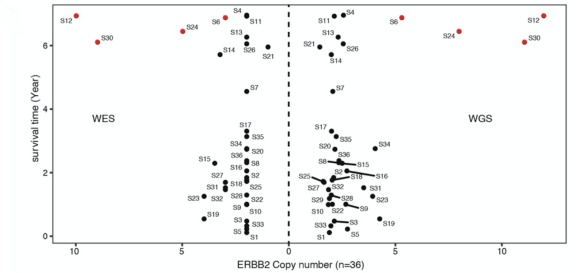 图11.ERBB2 基因的拷贝数与病例生存期之间的关联关系。左：基于 WES 数据；右：基于 WGS 数据。